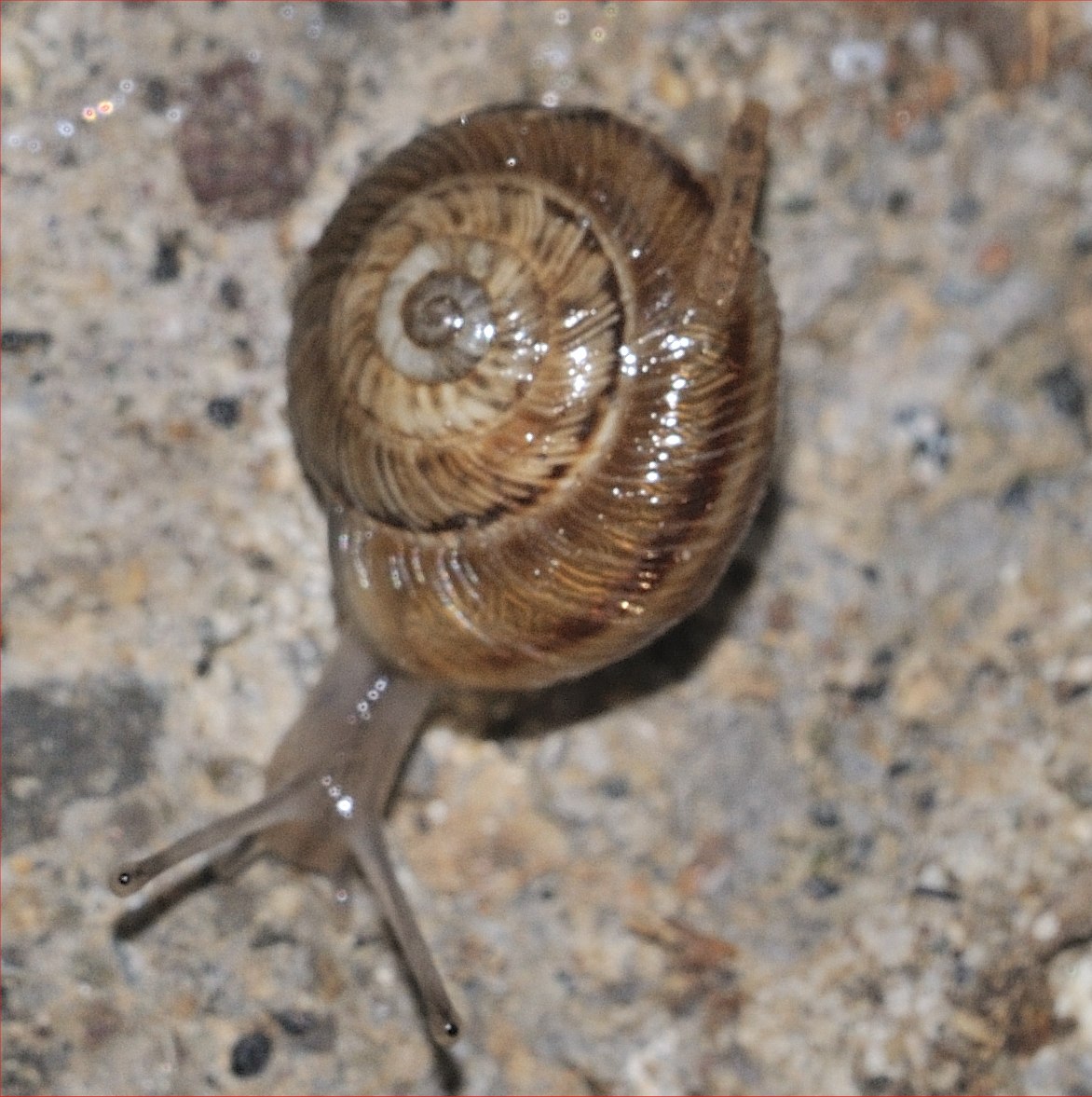 id mollusco